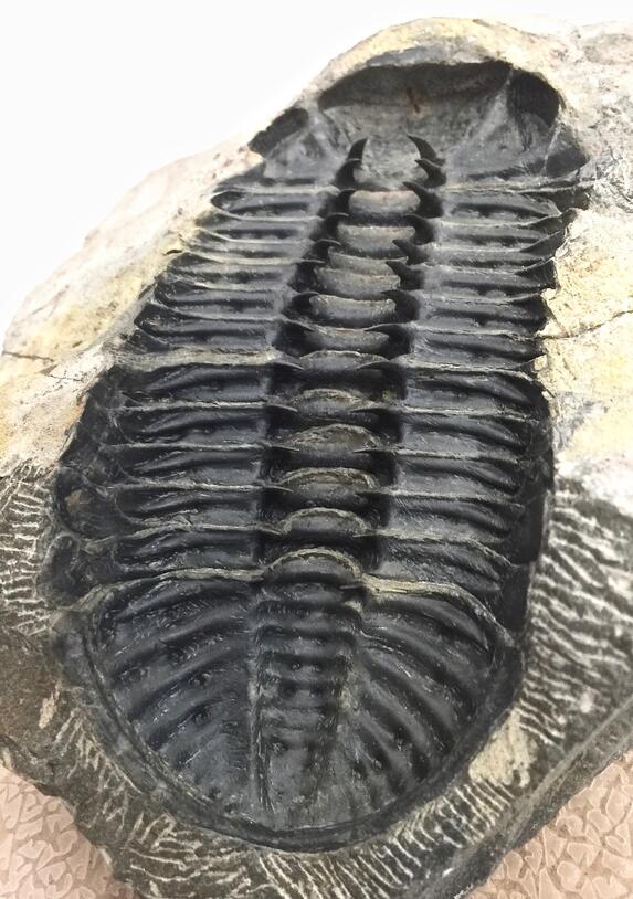 Ventral 5 image of trilobite