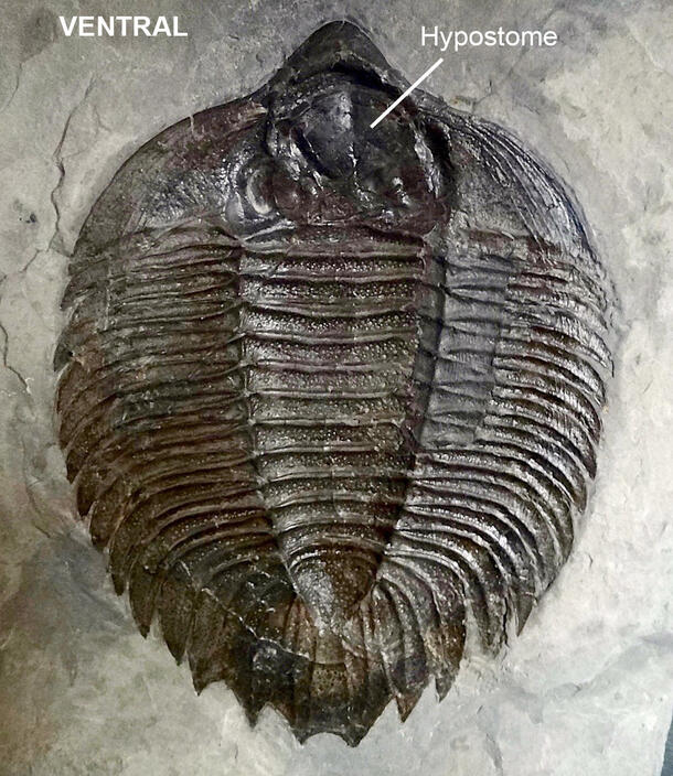 Ventral Anatomy image of trilobite