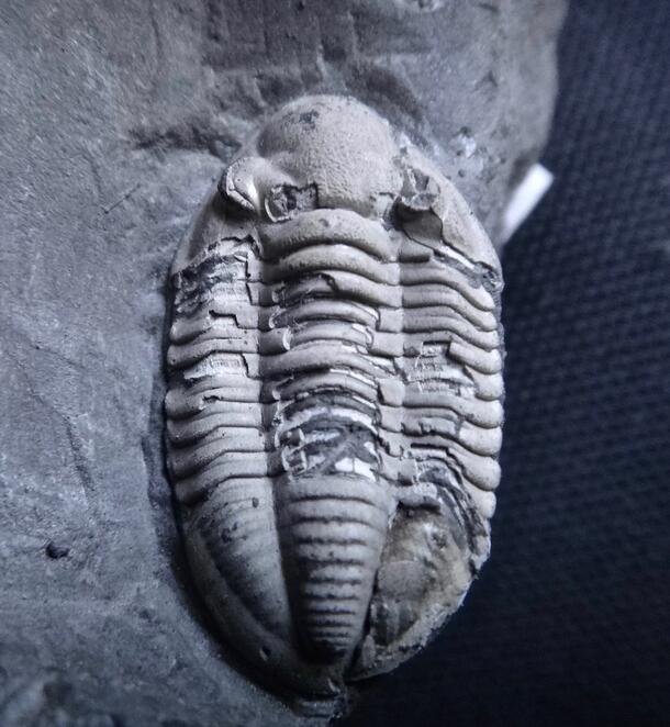 Trilobite fossil in rock.