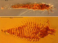 Ancient mites 400_by_300