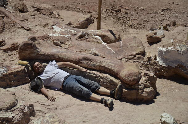 A person lies on the sand next to an 8-foot dinosaur femur to demonstrate it's size.