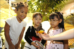 Butterfly-Conservatory-250