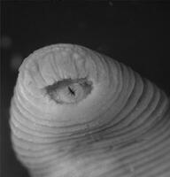 Fig2B_unadorned