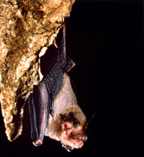 A single bat hangs upside down on a cave wall.