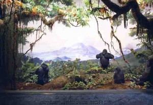 gorilla_diorama_lg-300x205