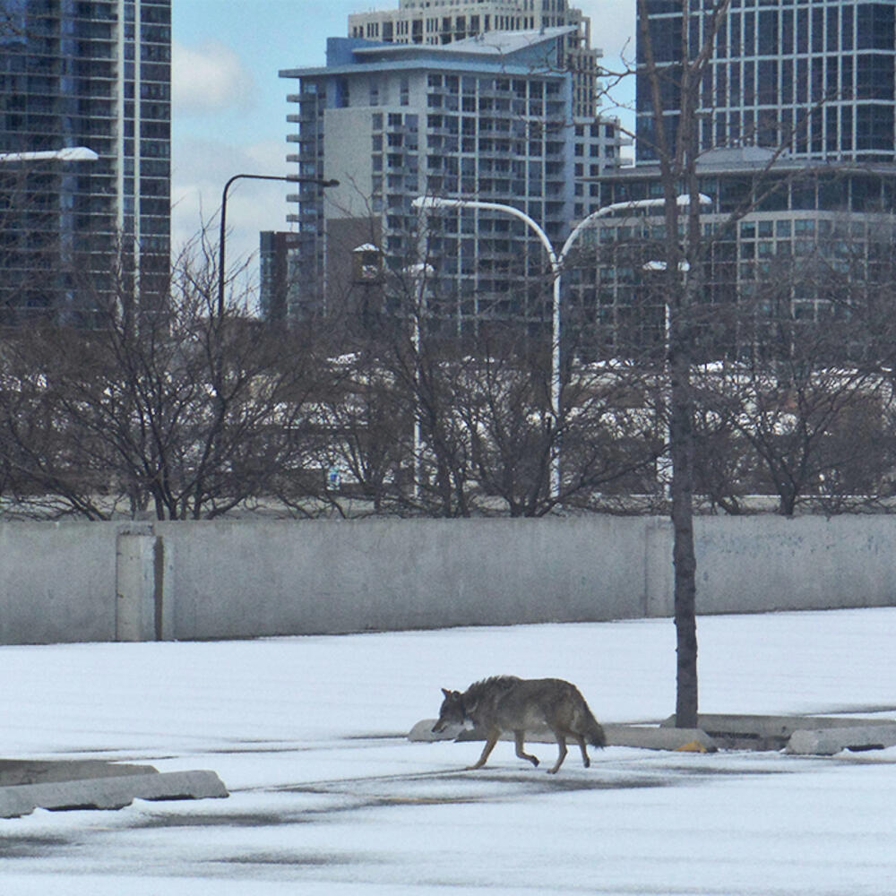 A coyote roaming the streets of the city