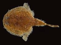 H intermedius
