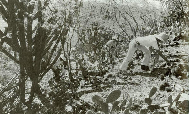 Two people in the field wearing light-colored clothes and sun hats in an arid place with scrubby plants and cacti, collecting surface specimens.