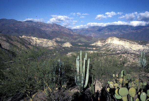 A wide view of an arid hilly landscape with several species of cactus in the foreground and rolling dry hills in the distance.