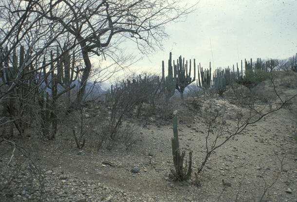 An arid rocky area with scrubby trees and saguaro cacti.