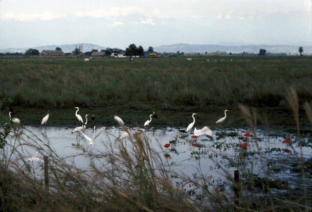 Approximately 10 egrets standing in water with grassy vegetation in the background.