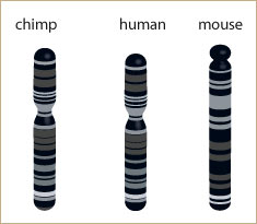 خمسة أدلة على التطور : تشابه جينوم الكائنات الحية المختلفة