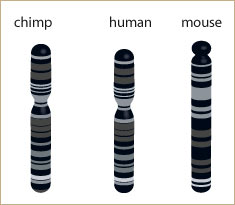 DNA: Comparing Humans and Chimps