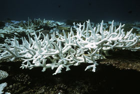 ocean-chemistry_01_coral_280.jpg