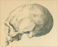 skull6.jpg
