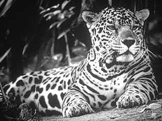 Black and white photo of a jaguar