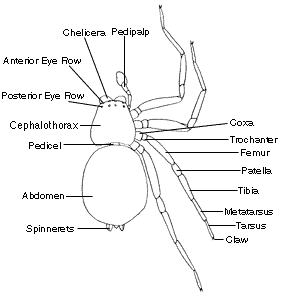 male_spider