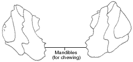 Mandibles