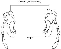 Line drawing of sections of a grasshopper head shows two Maxillae (for grasping). Each has a long thin appendage, a palp.