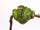 20. Emerald Tree Boa_DF_6030F