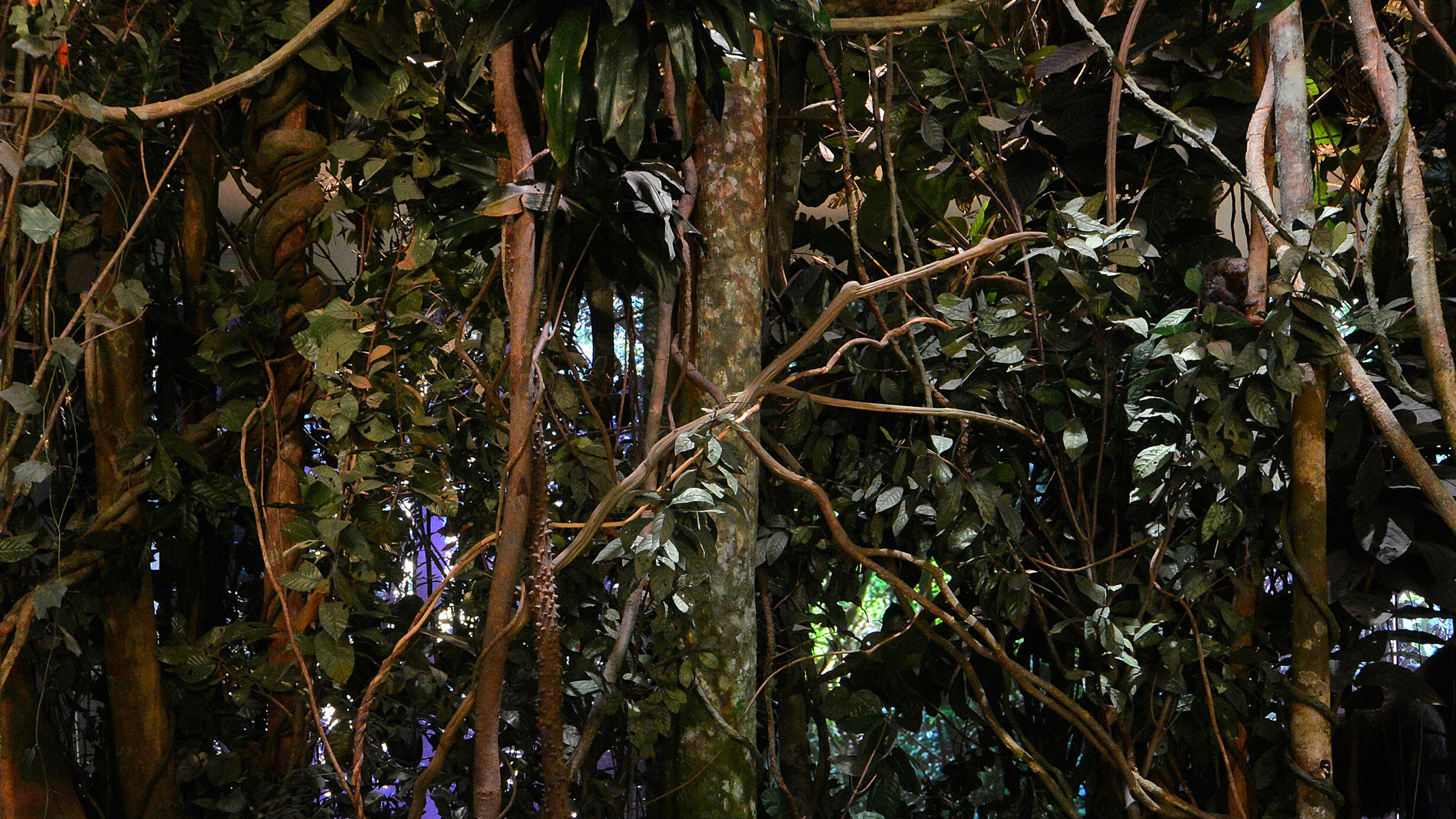 Life-sized representation of plants, trees and animals found in the Dzanga-Sangha rain forest.