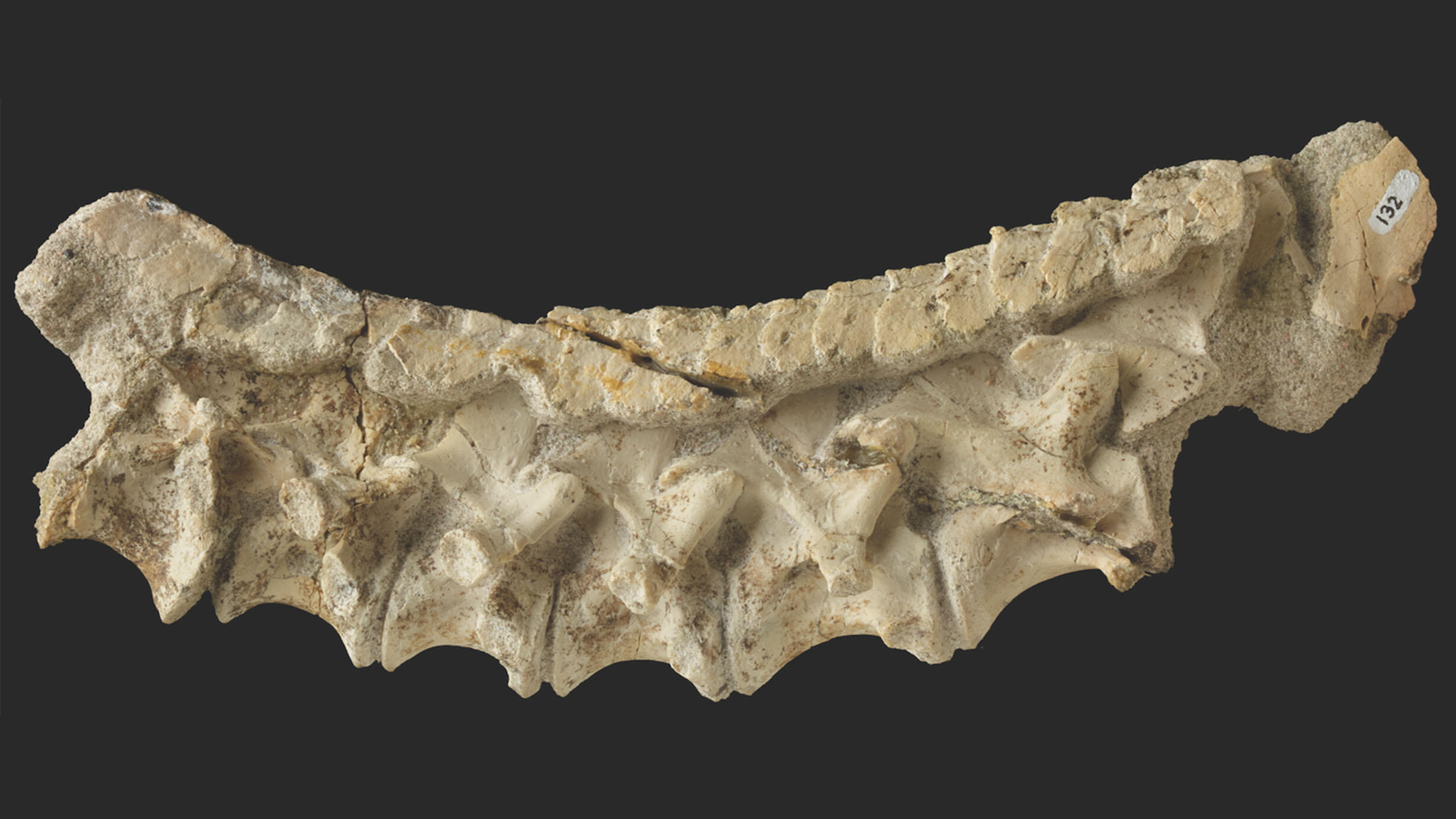 Curved and ridged fossilized cervial vertebra of a new archosaur species, Mambachiton fiandohana.
