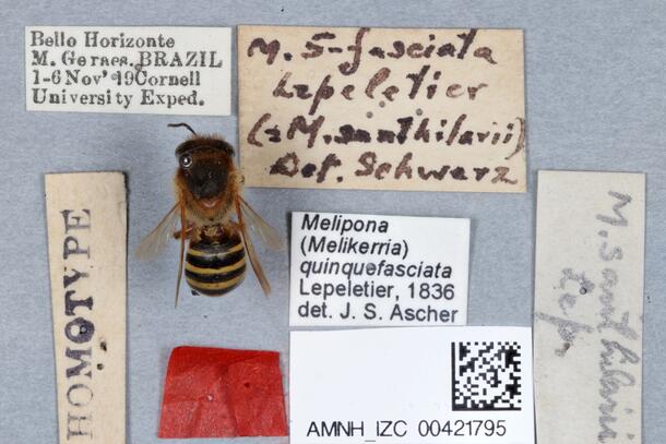 The stingless bee Melipona quinquefasciata