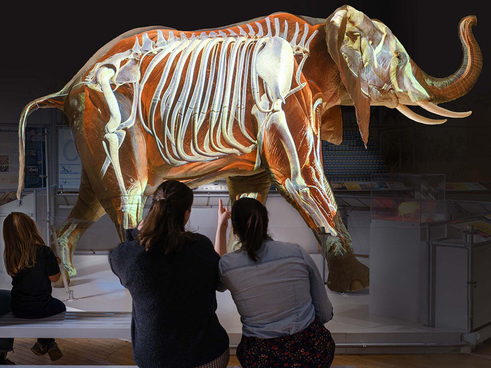 Six Museum visitors sit on benches next to the life-size African elephant model and view a projection of the elephant's skeleton on the model.
