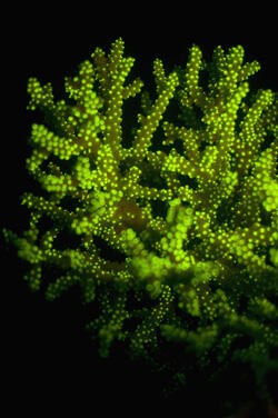 A cluster of fluorescent bright green staghorn corals, notable for their long finger-like branches.