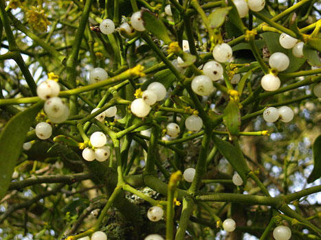 A mistletoe plant growing in daylight shows thin green branches with round white berries.