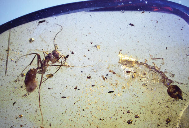 An ant and terminite preserved in amber.