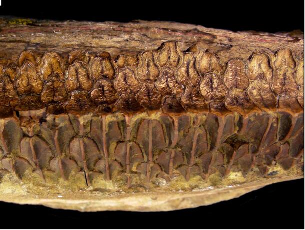 A battery of fossilized teeth.