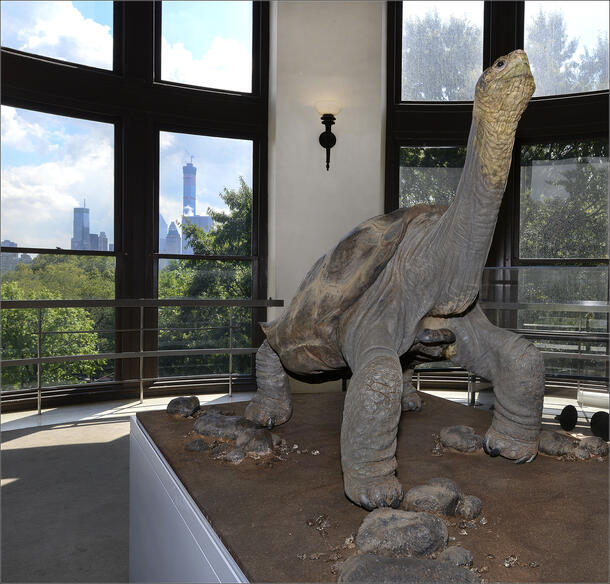 Display of large tortoise standing, left leg lifted slightly. Neck extended, head held high. Green food stains on face and one-third way down neck.