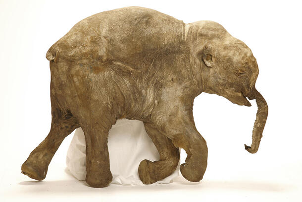 Full body of a mummified woolly mammoth, with trunk facing to the right, against light background.