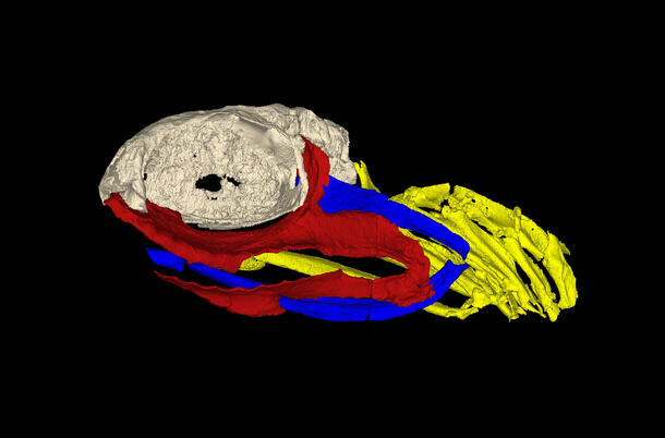 3D reconstruction of skull of an extinct shark-like fish, Ozarcus mapesae.