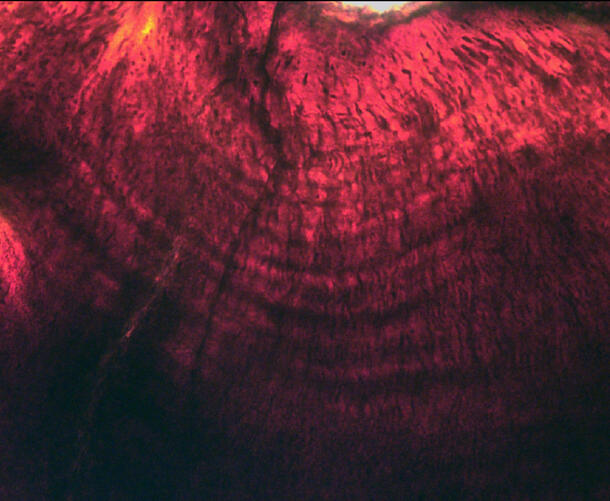 A red microscopic image of growth lines in the tooth of Hypacrosaurus