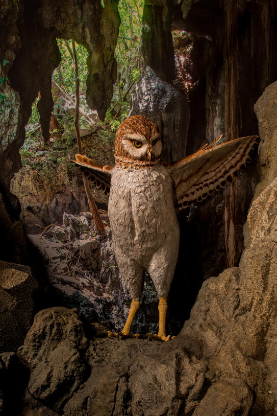 A 39-inch-tall life-sized model of Cuba's extinct giant owl, standing in a reconstructed cave environment