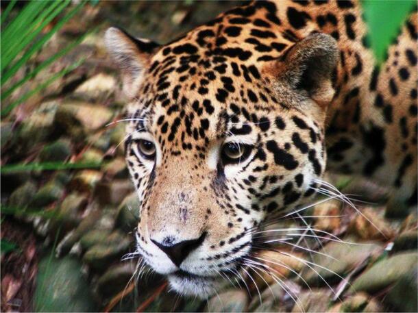 This is a photo of a jaguar