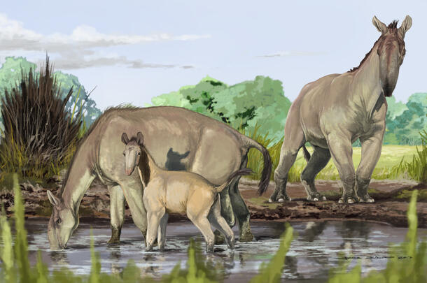 This illustration shows three large animals with long, camel-like necks and trunk-like snouts drinking water from a pond