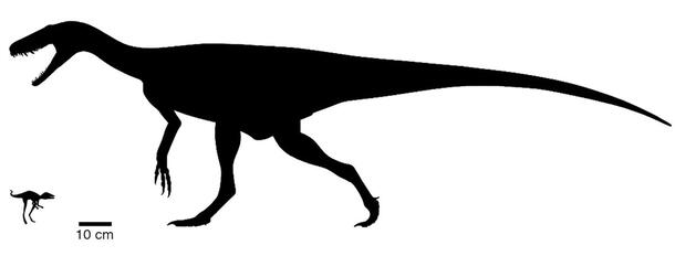 Graphic illustrates the size difference between the tiny Kongonaphon kely (left) and one of the earliest dinosaurs, Herrerasaur (right).
