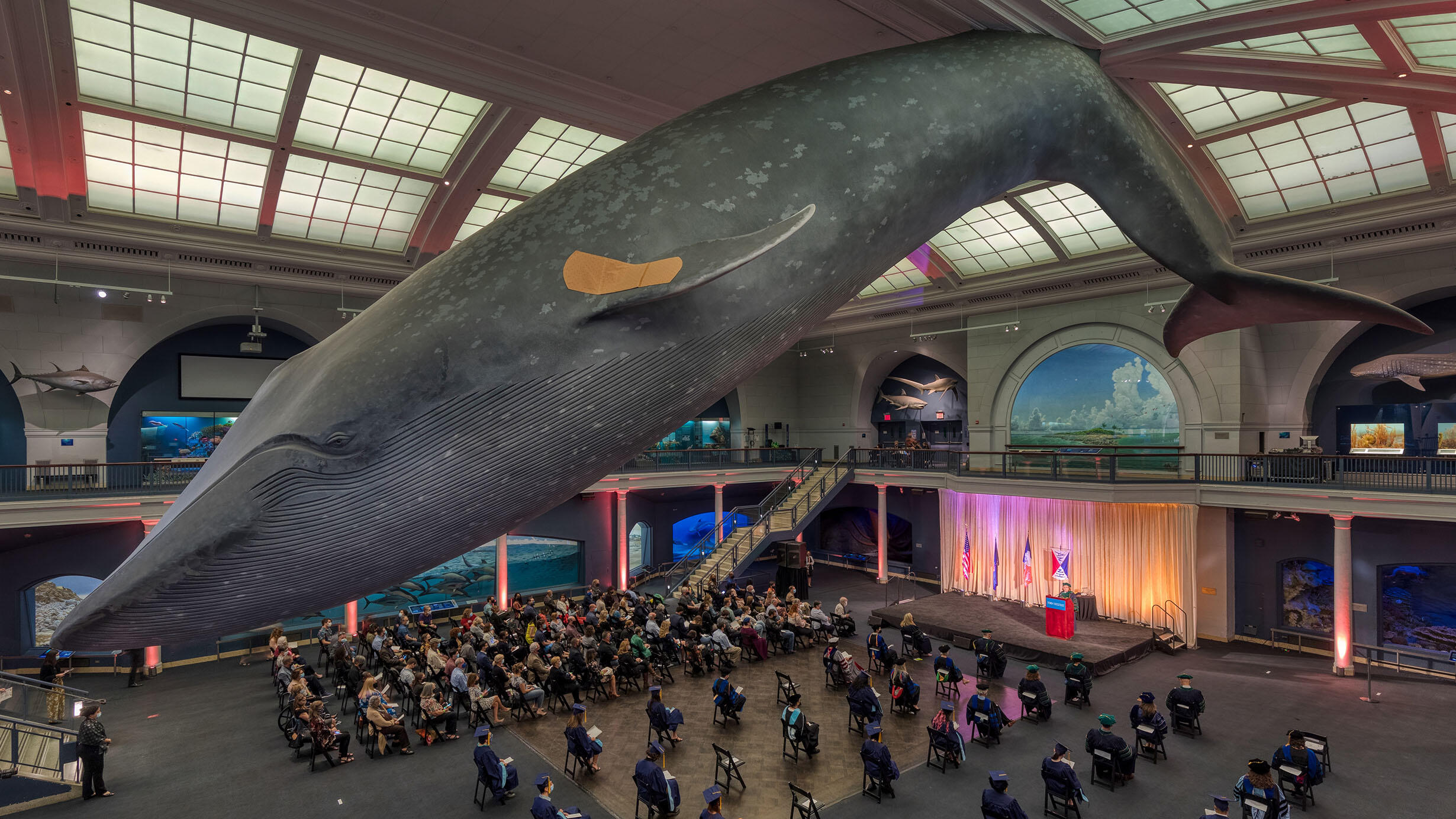Graduating students are seated in chairs below the Blue Whale model which hangs in the Milstein Hall of Ocean Life.