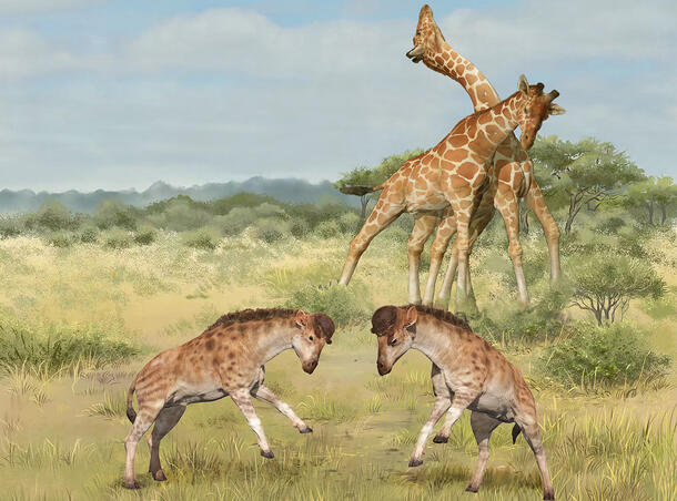 lllustration depicts two modern-day giraffes in the background, and two ancient giraffe relatives in the foreground.