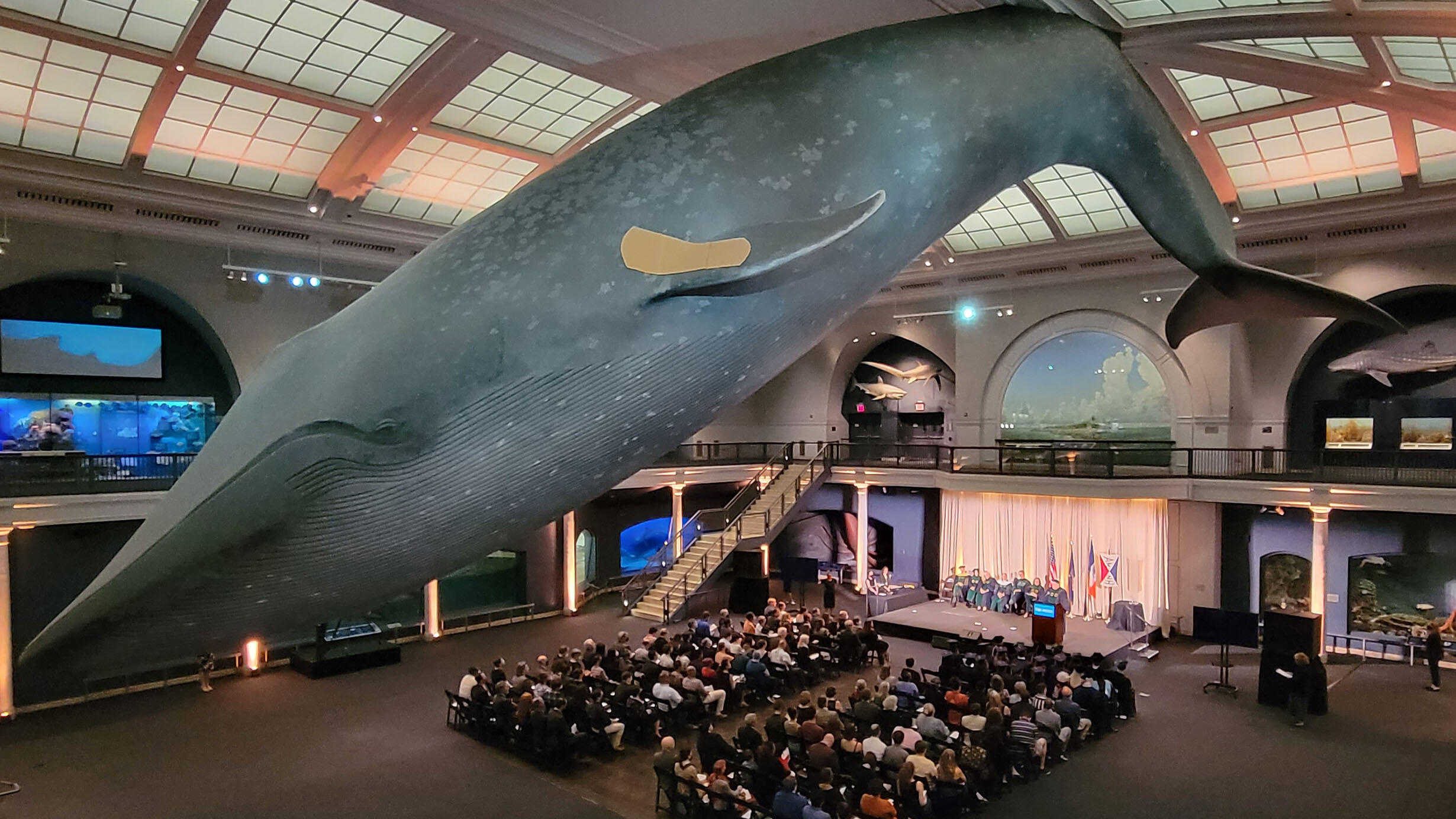 Rows of spectators sit beneath the blue whale and view RGGS graduates seated on a stage in the Milstein Hall of Ocean Life.