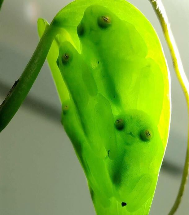 Four small transparent frogs asleep upside down on a translucent leaf. 