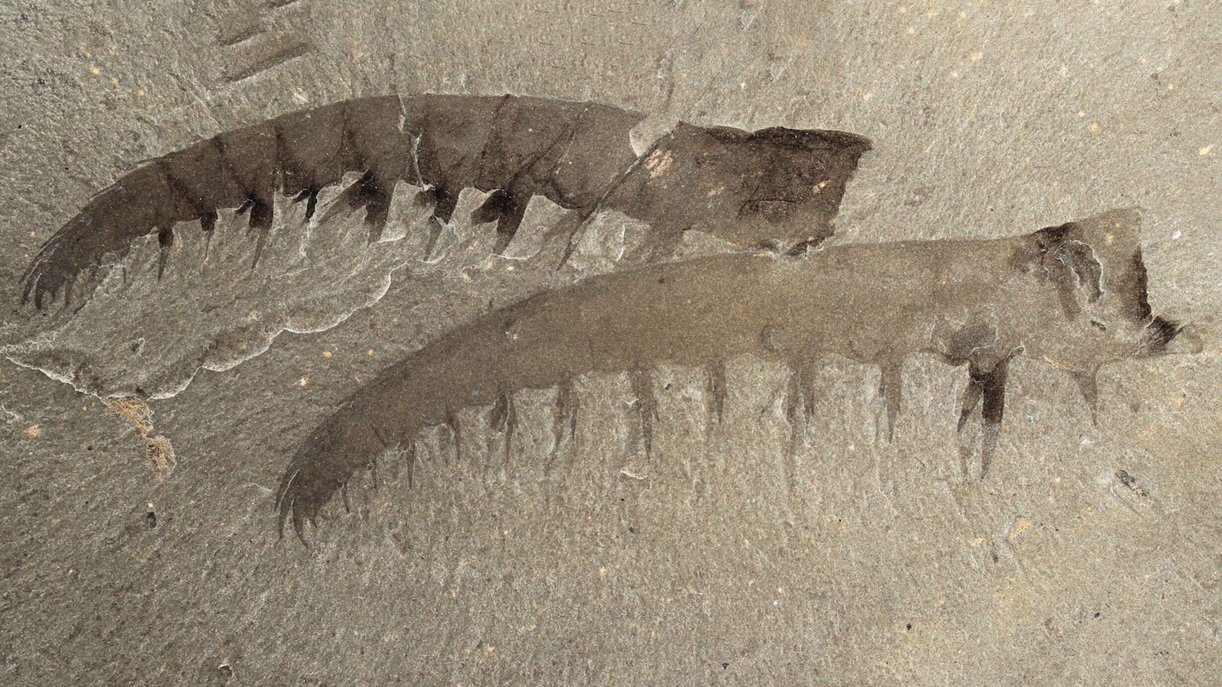 Two fossilized long appendages of the anomalocaris canadensis encased in stone.
