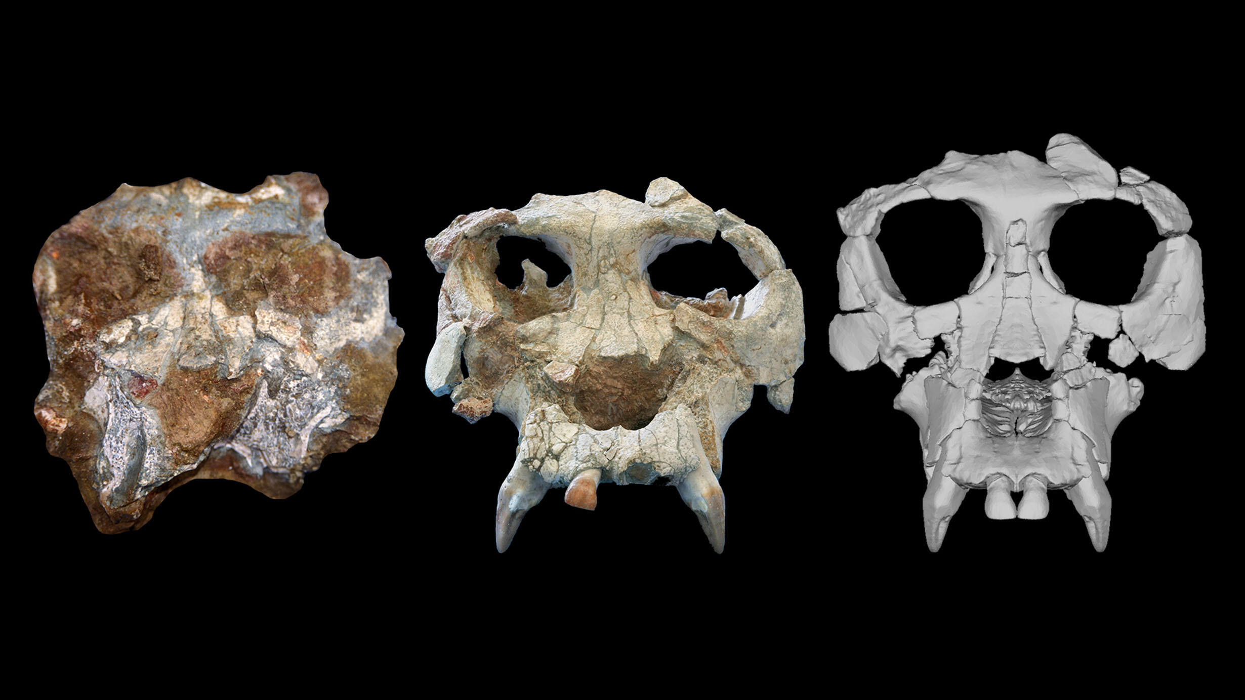 A Pierolapithecus cranium in three stages: a rounded specimen with no distinct features (left), the cranium specimen with distinct features visible (middle), a virtual reconstruction (right).