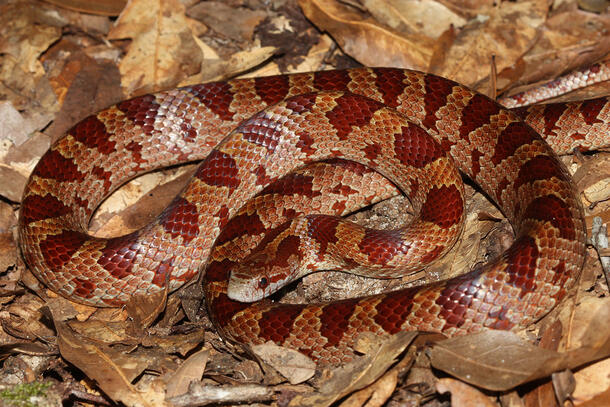 Coiled, spotted snake resting on bed of dead, wet leaves.