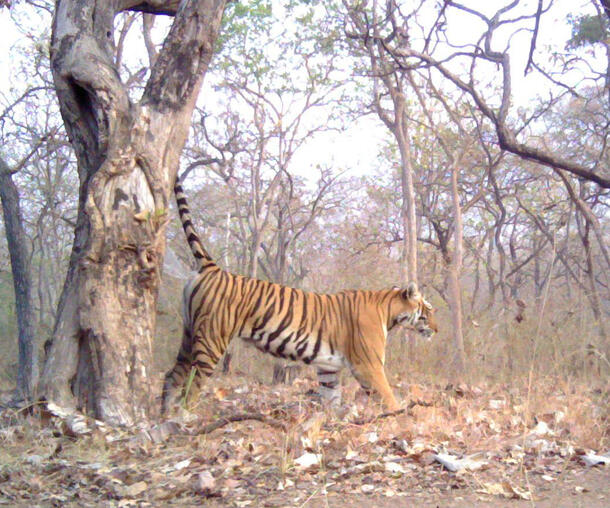 A tiger marks her territory by urinating on its border