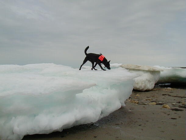 Dog sniffs ice floe.