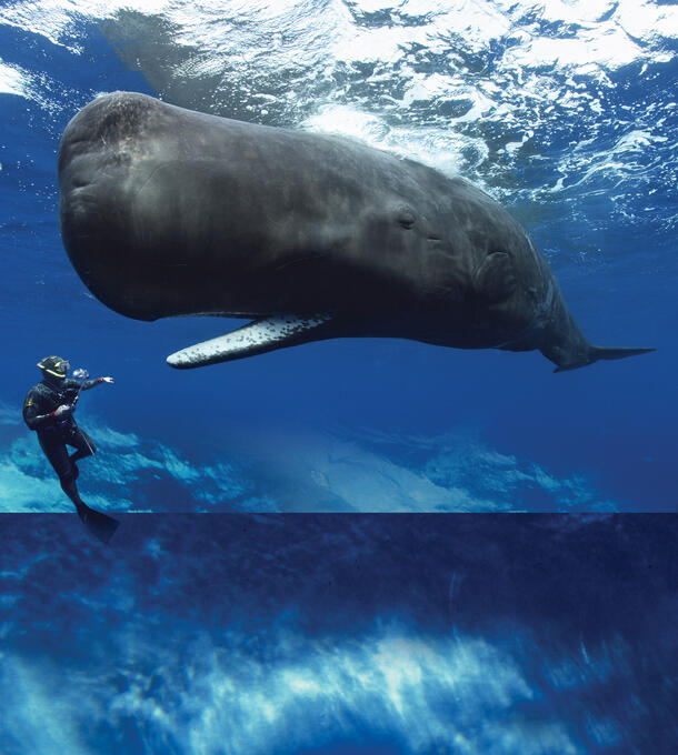 Sperm whale and diver